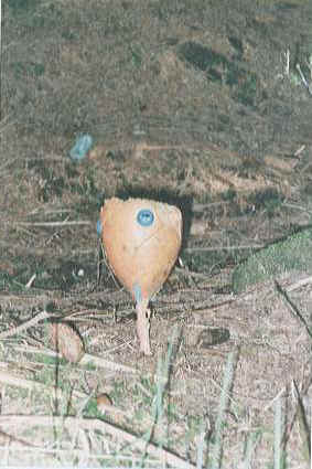 (Photo 2)